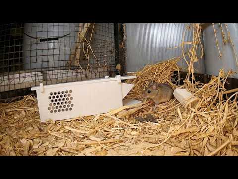 DIY Mouse Trap vs Real Mice. Does It Work?