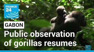 Gabon's Loango national park: Public observation of gorillas resumes after shutdown • FRANCE 24