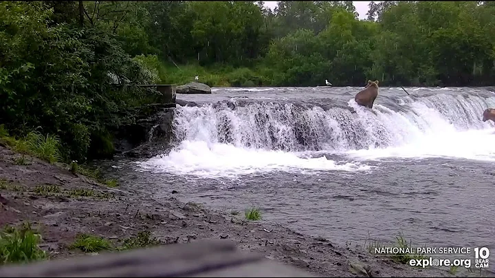 306 Catches a Fish - July 12, 2022 (explore.org)