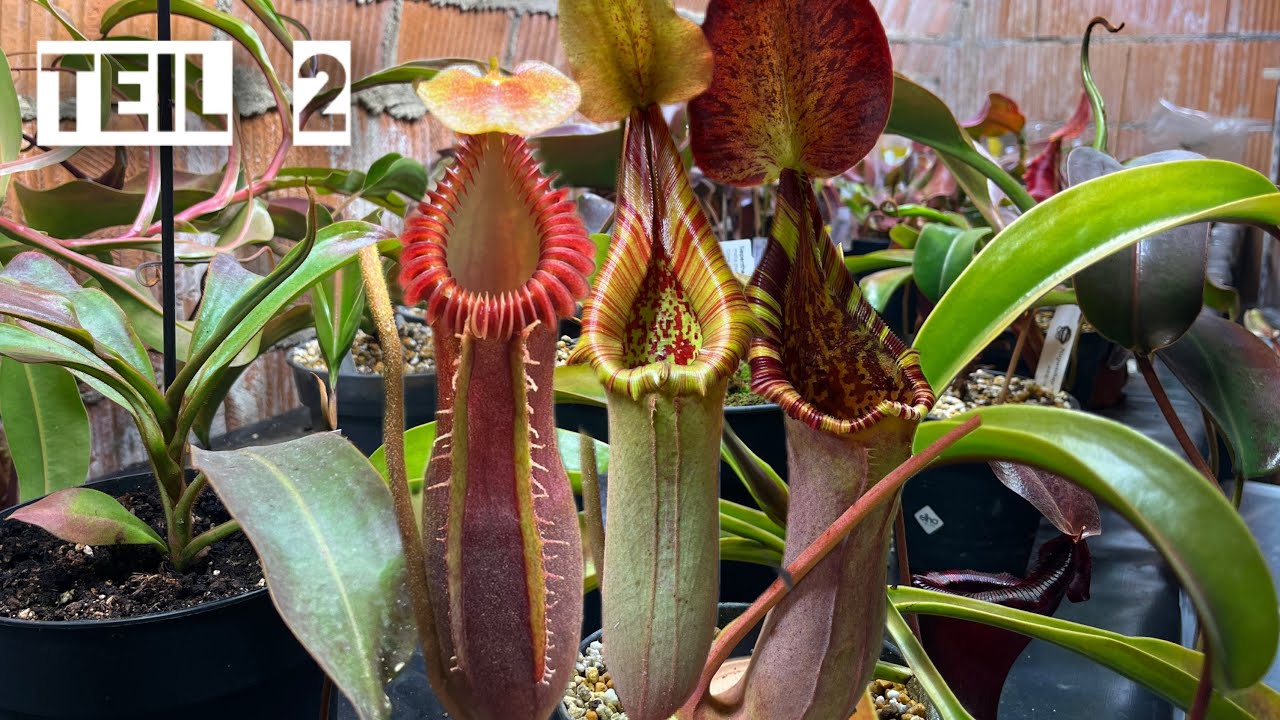 Alle meine Pflanzen!!!