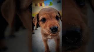 please save animals 🐄🐕🙏🙏🙏...#dog #funny #shortvideo