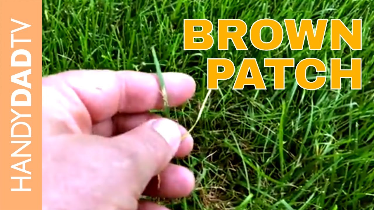 How To Treat Brown Patch Disease Captions More