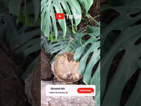 Partes de un tronco 🪵 #shorts #agro