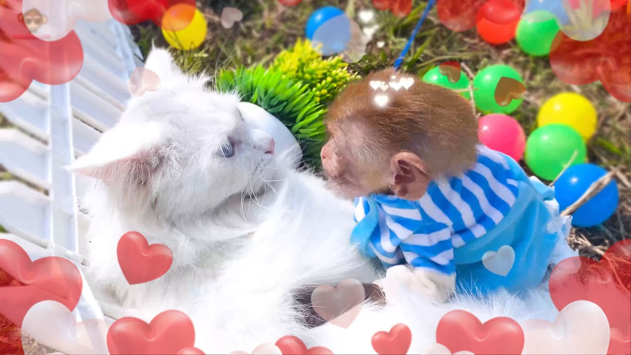 Hilarious Collection of Baby Monkey PaPi - YouTube