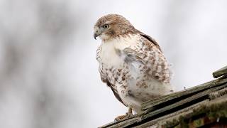 Red-tailed Hawk: Bird in the Spotlight