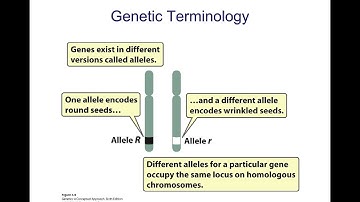 Chapter 3 Basic Principle sof Heredity