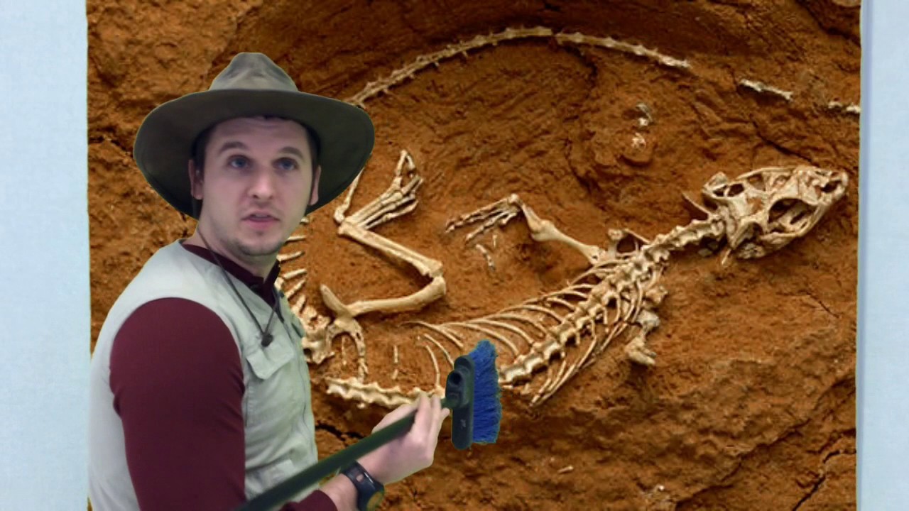 Paleontologist YouTube