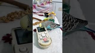 Çupki Kumanda Sende