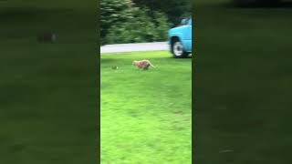 Fat cat can’t catch a baby bunny. time for a diet?