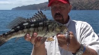 Join pew's steve marx and expert angler paul hoofe as they fish for
calico bass yellowtail in beautiful catalina island southern
california. http://ww...