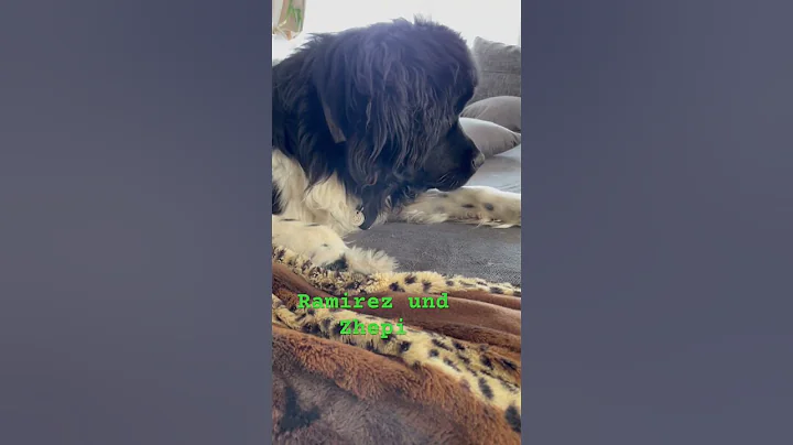 Watch the video about #mainecoon #kitten #newfoundland #dog