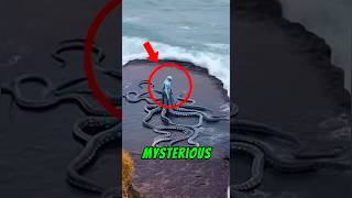 “Top 5 Mysterious Rituals Animals That Baffle Scientists 🤯😱