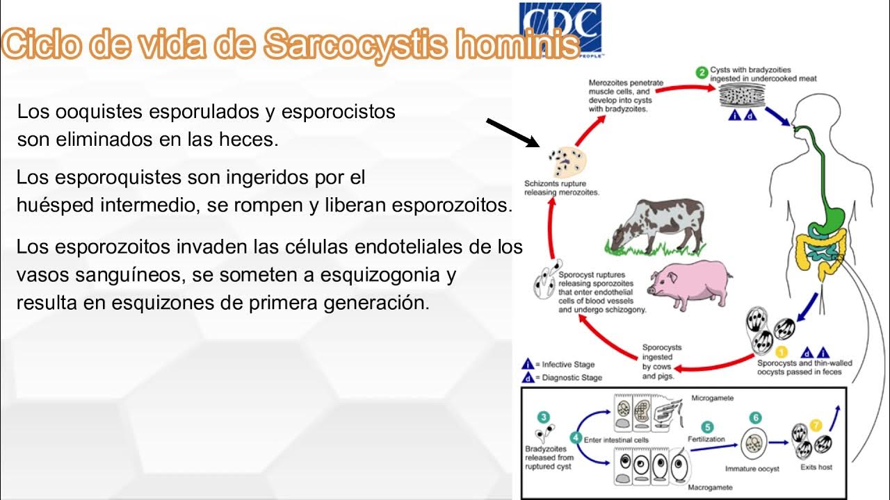 Sarcocystis hominis. GENERALIDADES, MORFOLOGÍA Y CICLO DE VIDA. YouTube