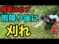 たったこれだけで厄介な雑草が生えなくなります 【園芸超人カーメン君】【草刈り】【高刈り】