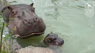 Hippo Mom and Calf Pop Up to Say Hello