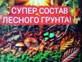 СУПЕР СОСТАВ лесного грунта!👍@nature7-i6w #грунт #весна #состав #полезно #познавательно