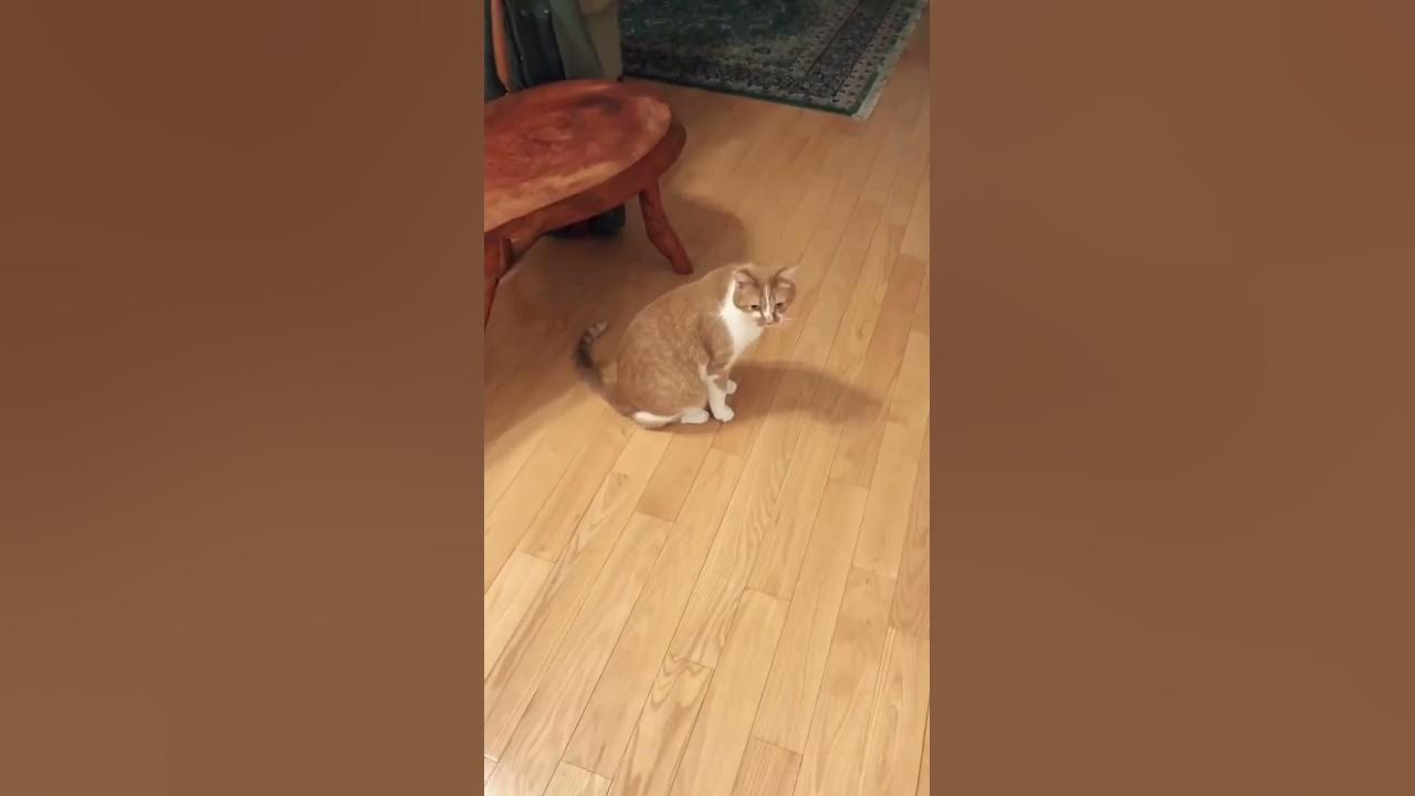 My cat sounds like a duck youtube