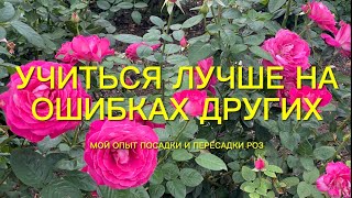 Розы. Важнейшие детали при посадке и пересадке роз. Чтобы не совершить ошибки….🌹🌹🌹