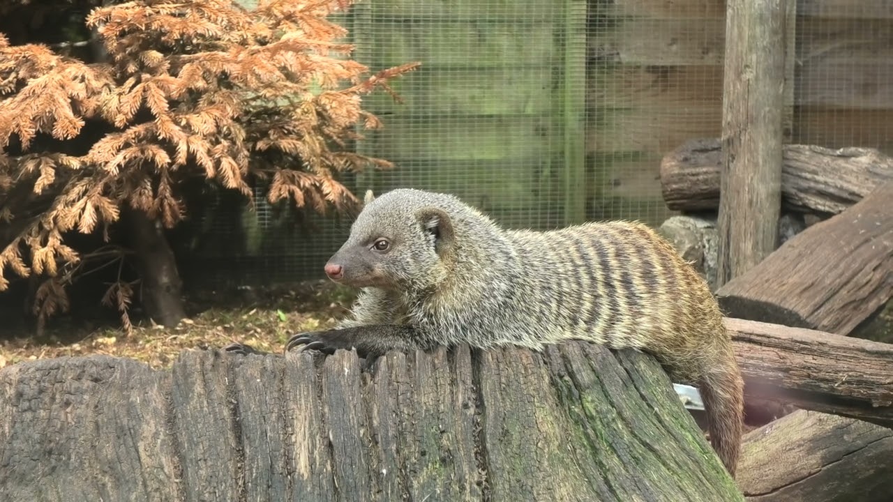 Axe Valley Wildlife Park (18th July 2024)