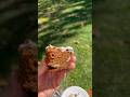 Your Ultimate Carrot cake recipe #yummy #recipe #bakingmadeeasy #eat #food #foodie #viralvid #eat