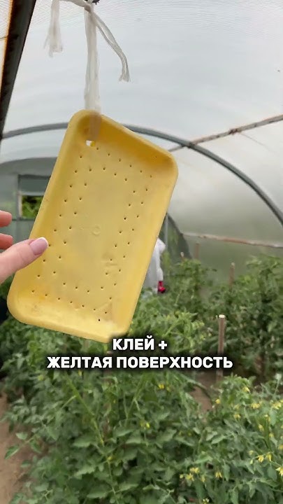 Как избавиться от белокрылки в теплице, саду и огороде - YouTube