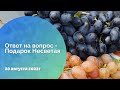 Ответ на вопрос - Подарок Несветая