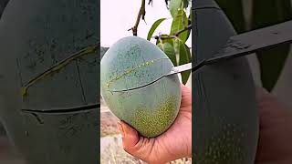 Embe Dodo Kamsimu Ketu Ndio Hakoo.