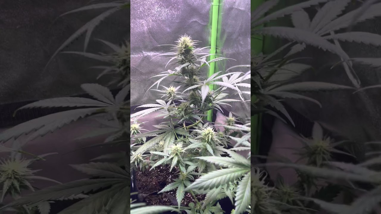 Flowering Sour Diesel & Girl Scout Cookies Extreme by ILGM !!! Like my women I like em thick 🌿🍃🍃