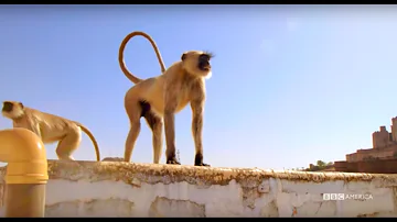 Stealthy Monkeys Rule This City - Planet Earth II