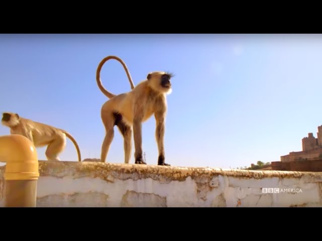 シティーボーイNATURAL MOUNTAIN MONKEYS SWAT OTHER | NATURAL MOUNTAIN MONKEYS
