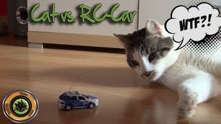 Cat vs RCCar