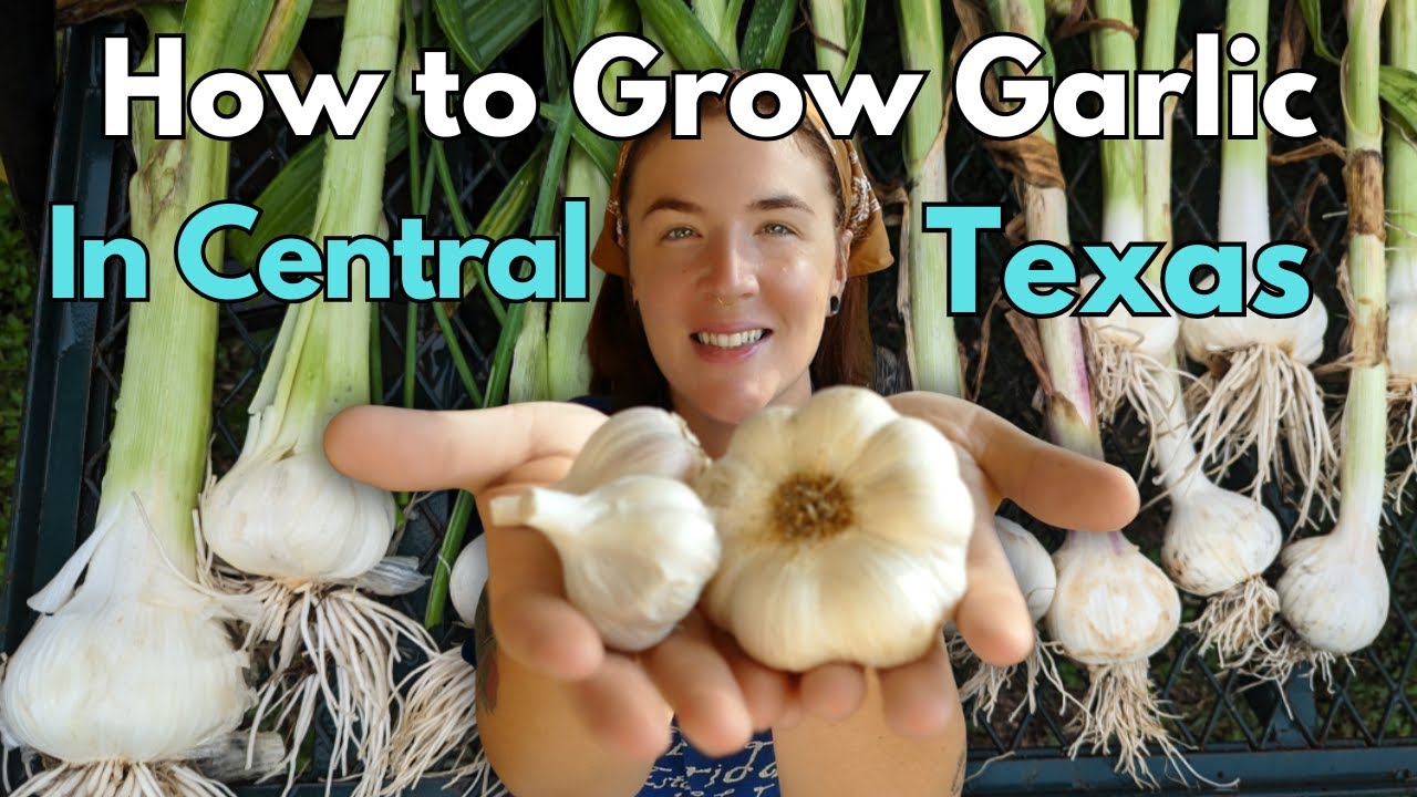 How to Grow GARLIC in Texas!