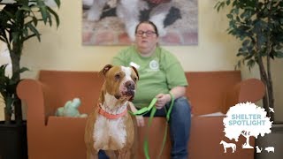 Shelter Spotlight - Roxas @ Peninsula Regional Animal Shelter