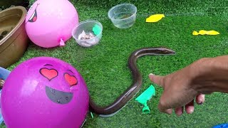 HoRe!! meletus balon air dpt belut, hunting snail dan menemukan ikan hias dlm kantong plastik