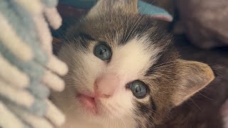 Kitten paying toys 🧸 #แมวน่ารักๆ #คนรักแมว #kitten #babyanimal #funnycatsvideo #cutekiten #ແມວ