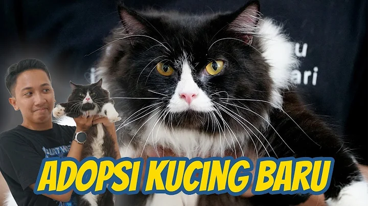 Video 11066781: beautiful black persian cat, persian cat adoption