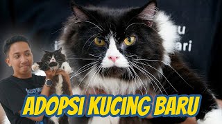 ADOPSI KUCING PERSIA HITAM CANTIK