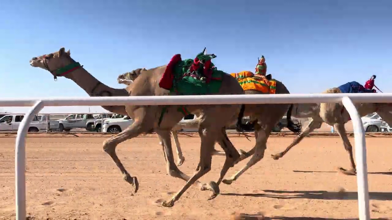 ش 1 رئيسي لقايا دلع ل حضيري راضي الشمري
