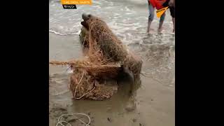 漁網に絡まったアシカを救出　ロシア・サハリン