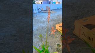 Elovera k chamtkari fool #elovera #lucky plant #nature #youtubeshorts
