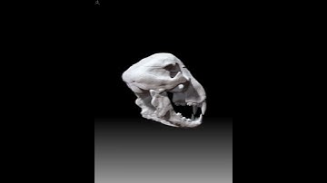 Cheetah skull (part 1 of ZBrush Movie)