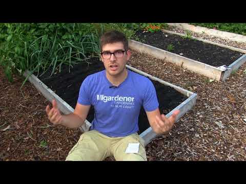 Video: Lär dig odla rödbetor i trädgården