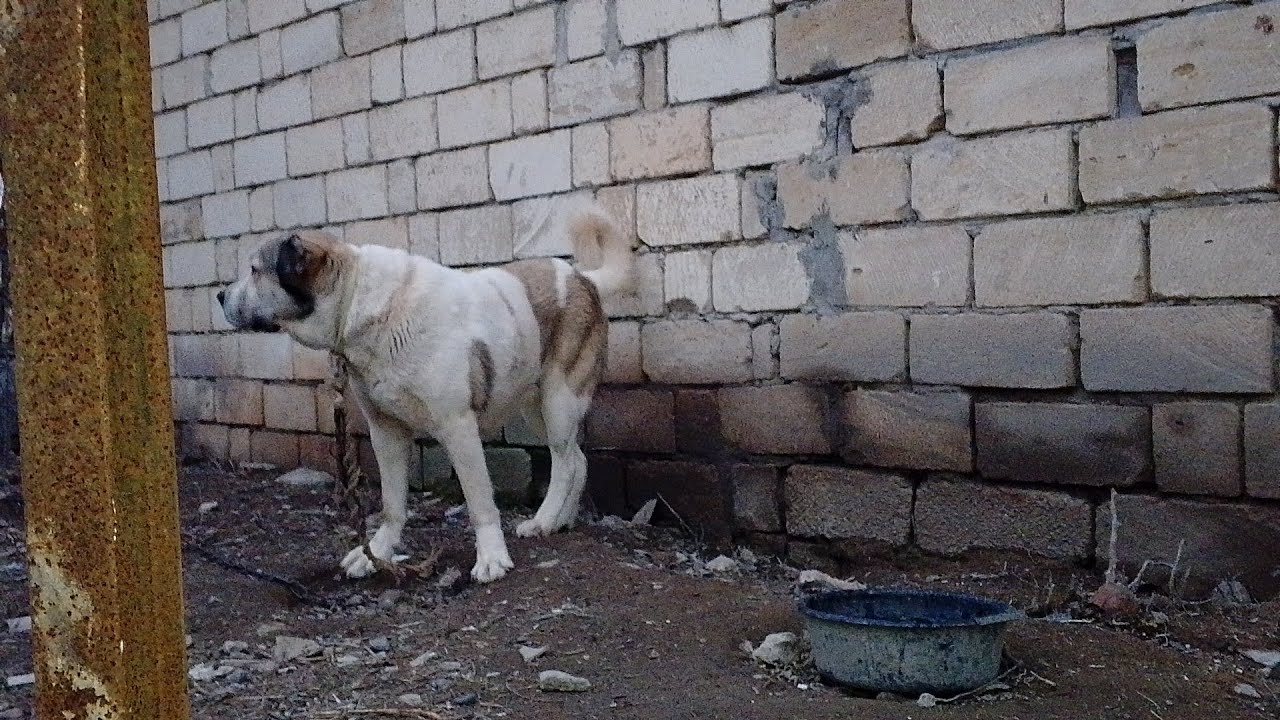 Yeni etlerhaqqda vidyo 🥰