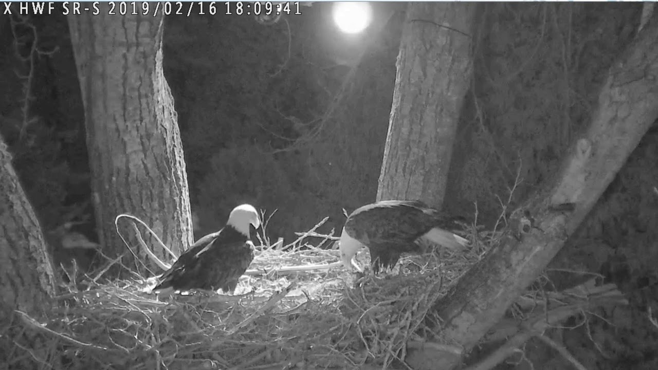 bald eagles in wisconsin 2019 02 16 6:07 pm Surrey Reserve - South Cam