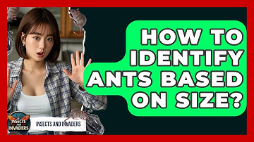 How To Identify Ants Based On Size? - Insects and Invaders