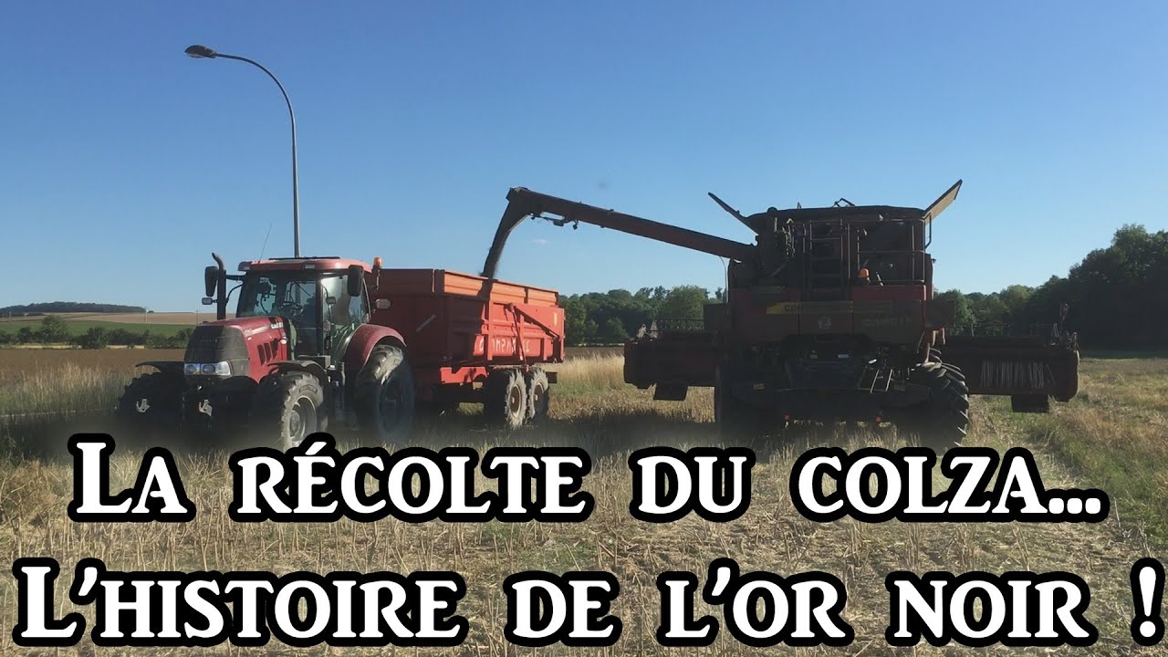 La récolte du colza 2022... l'histoire de l'or noir !