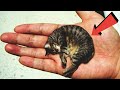 यकीन मानिए, इतनी छोटी बिल्लियां आपने कभी नहीं देखी होंगी! | Smallest Cats in the World