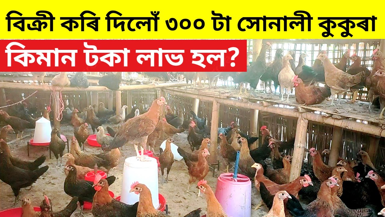 বিক্ৰী কৰি দিলোঁ 300 টা সোণালী কুকুৰা।কিমান টকা লাভ হল?(Sonali Murgi Palan)