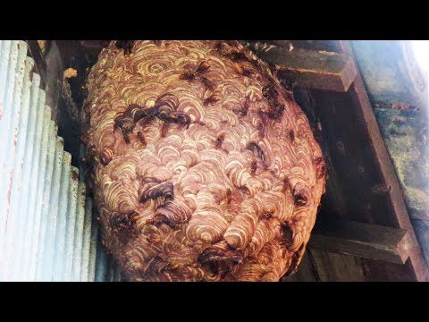 【巨大】山道沿いで見かけたキイロスズメバチの巣