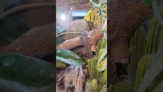 Tiny Gecko VS Black Soldier Fly!  #chameleongecko #gecko #geckofeeding